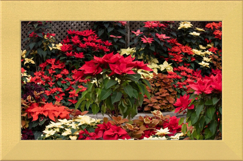 Poinsettia Posers