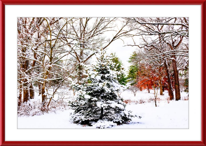Evergreen Trees Loving the Snowfall
