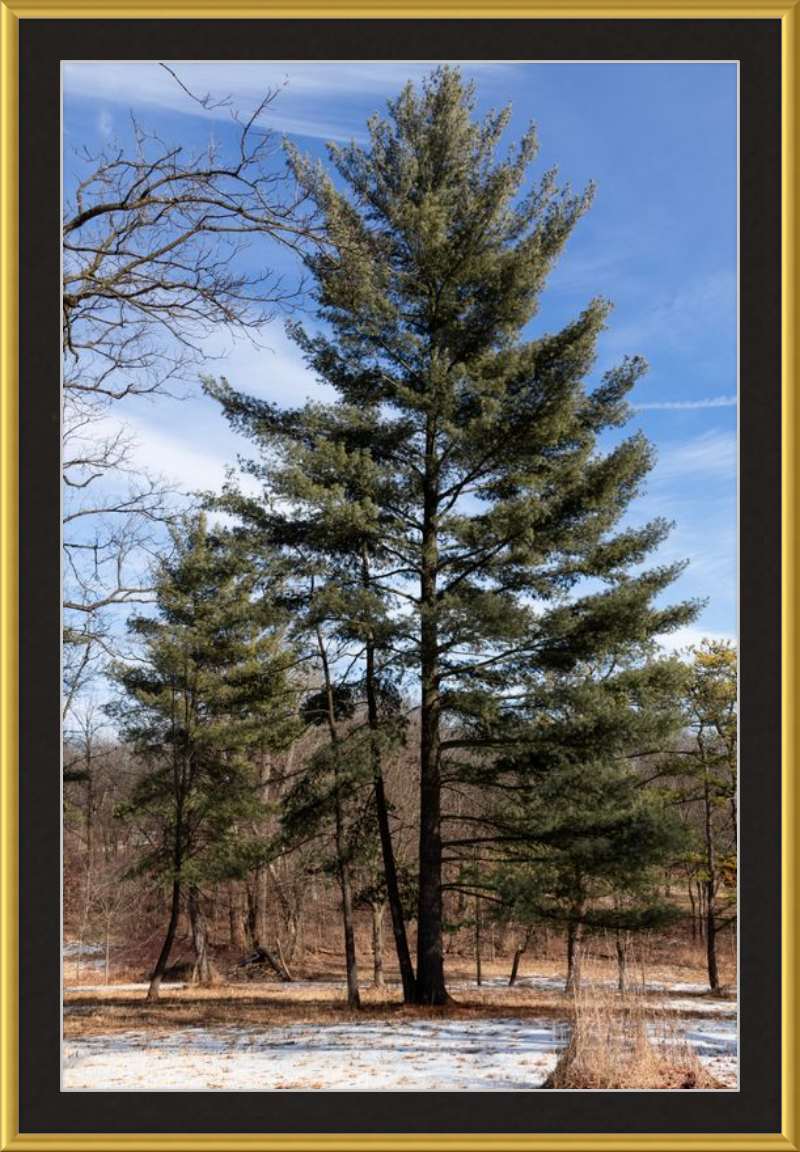 Evergreen. Enduring. Eternal