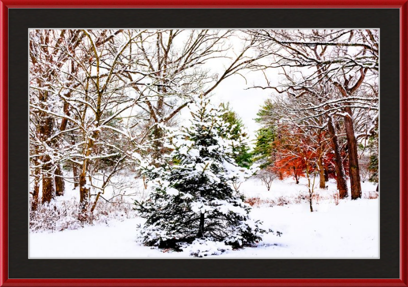 Evergreen Trees Loving the Snowfall