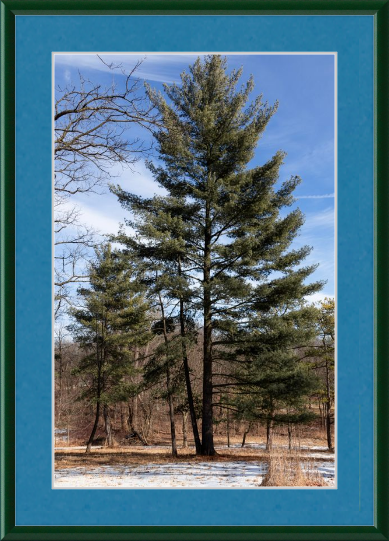 Evergreen. Enduring. Eternal