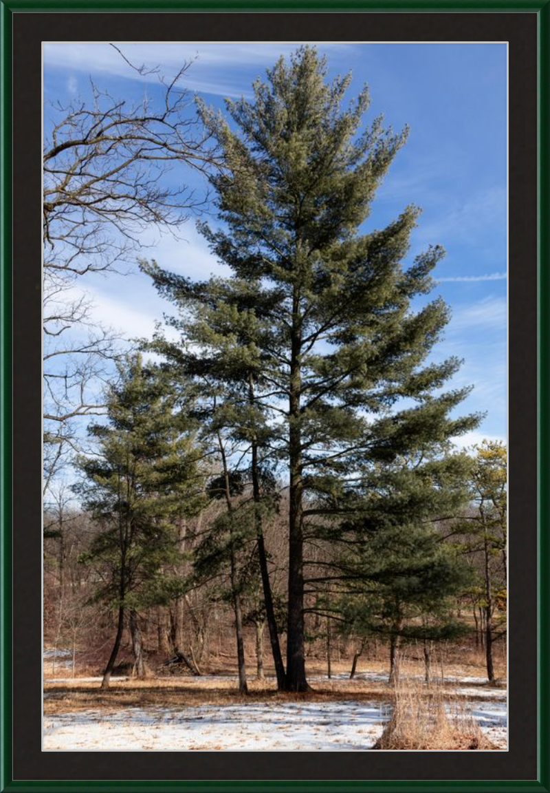 Evergreen. Enduring. Eternal