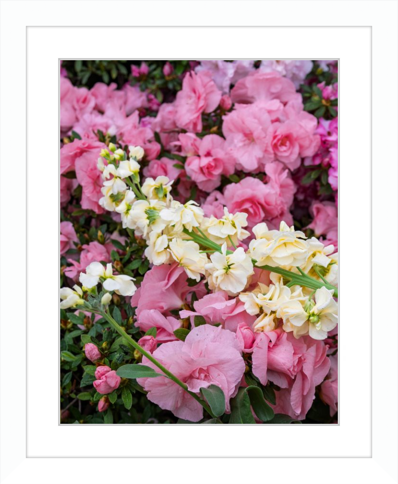 Pastel Pretties