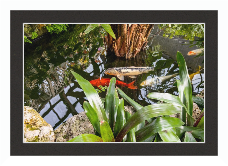 Koi Boys