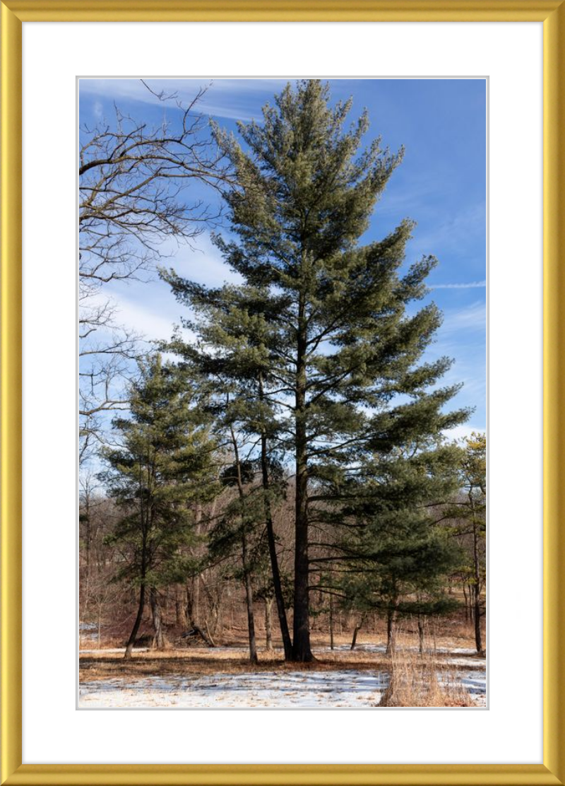 Evergreen. Enduring. Eternal