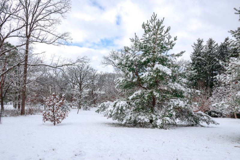 Frosty Winter Wonderland