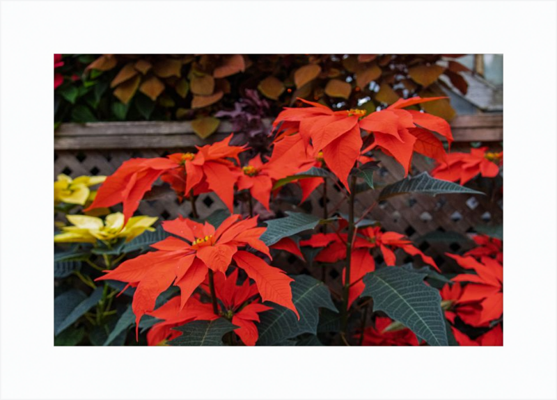 Prancing Poinsettias