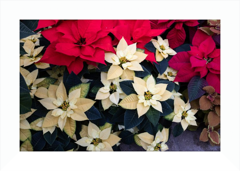 Poinsettia Perfect