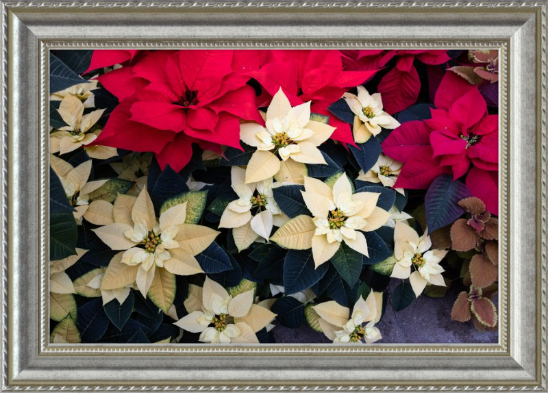 Poinsettia Perfect