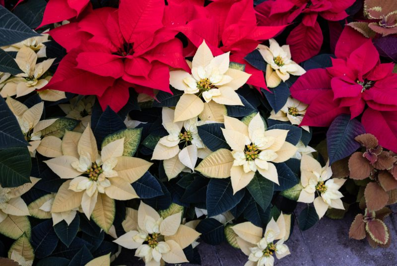 Poinsettia Perfect