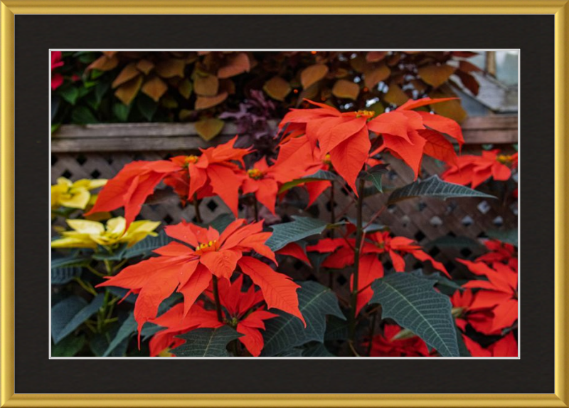 Prancing Poinsettias