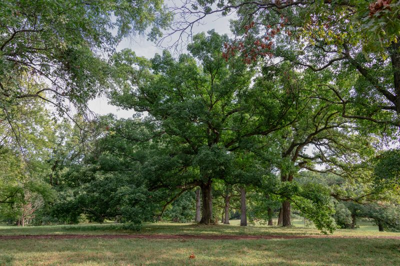 Mighty Tree Staring At Me