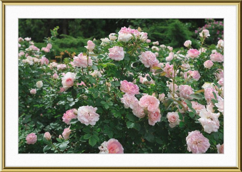 Mama Loved the Roses