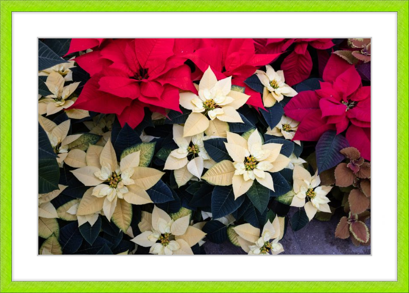 Poinsettia Perfect