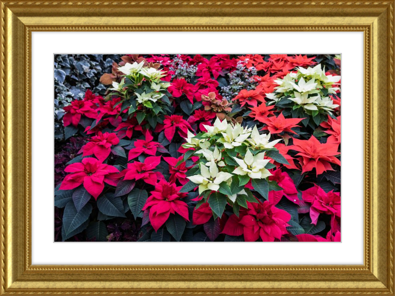 Poinsettias Peek at Boo