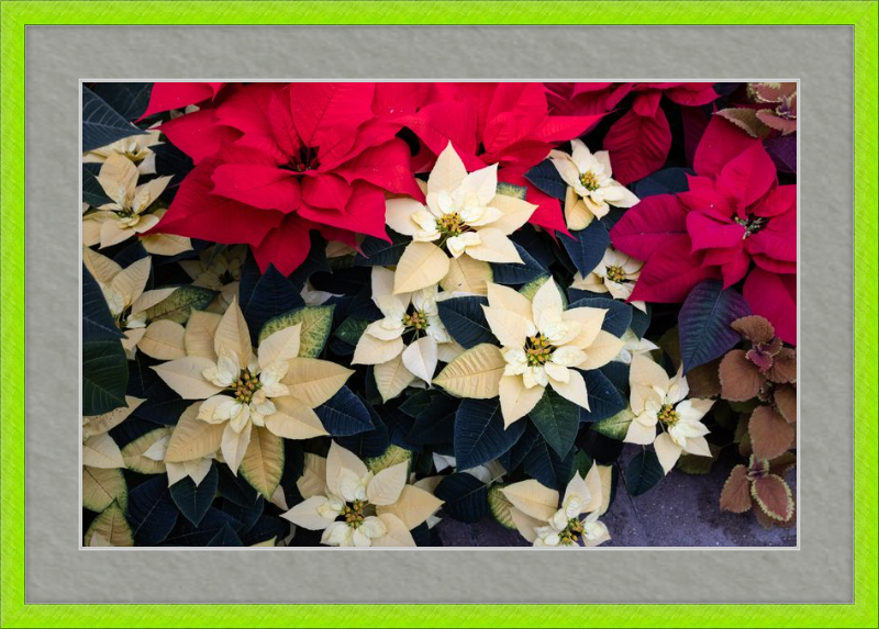 Poinsettia Perfect