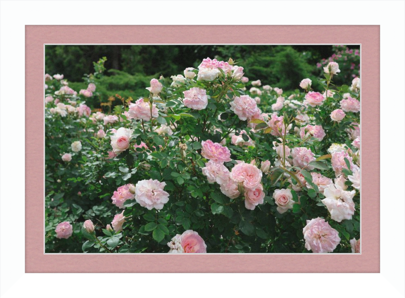 Mama Loved the Roses
