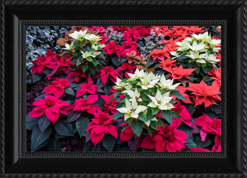 Poinsettias Peek at Boo
