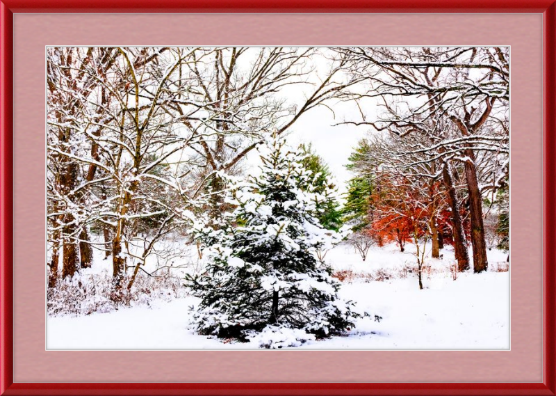 Evergreen Trees Loving the Snowfall