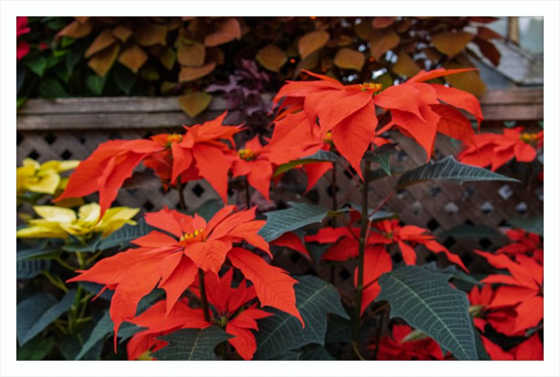 Prancing Poinsettias