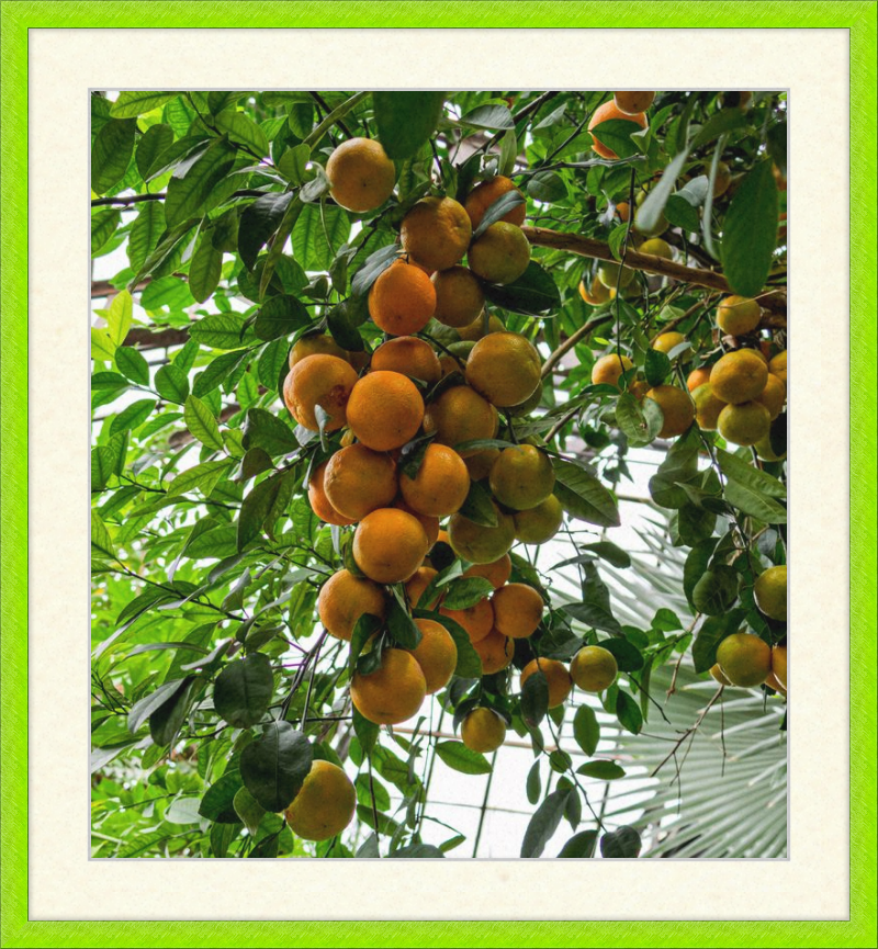 Oranges, Oranges, Oranges Everywhere!