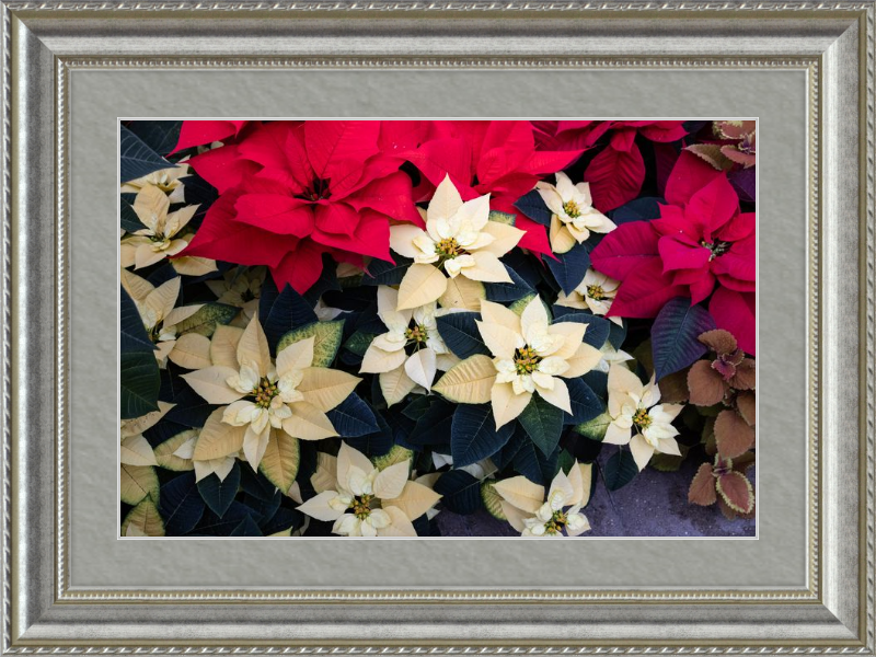Poinsettia Perfect