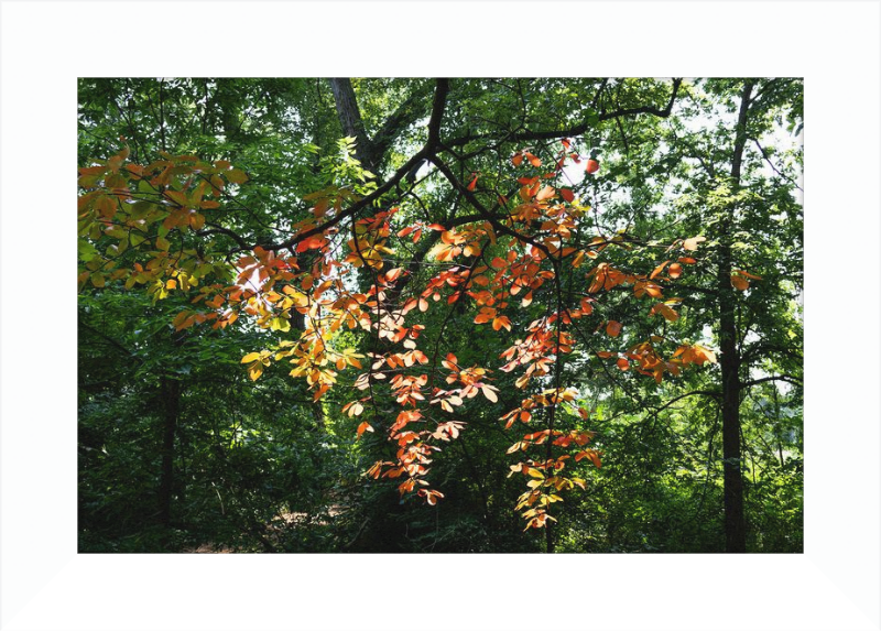 Summer Fading Into Autumn