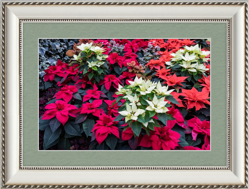 Poinsettias Peek at Boo