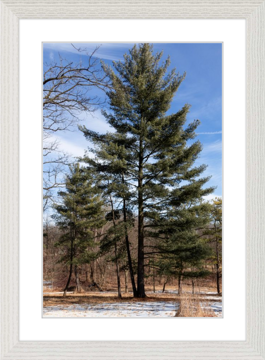 Evergreen. Enduring. Eternal