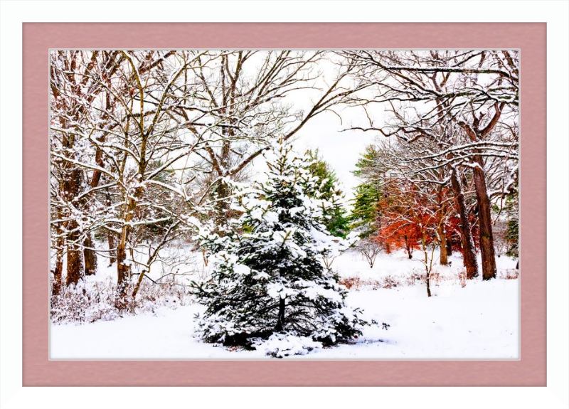 Evergreen Trees Loving the Snowfall