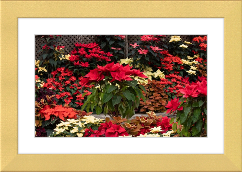 Poinsettia Posers