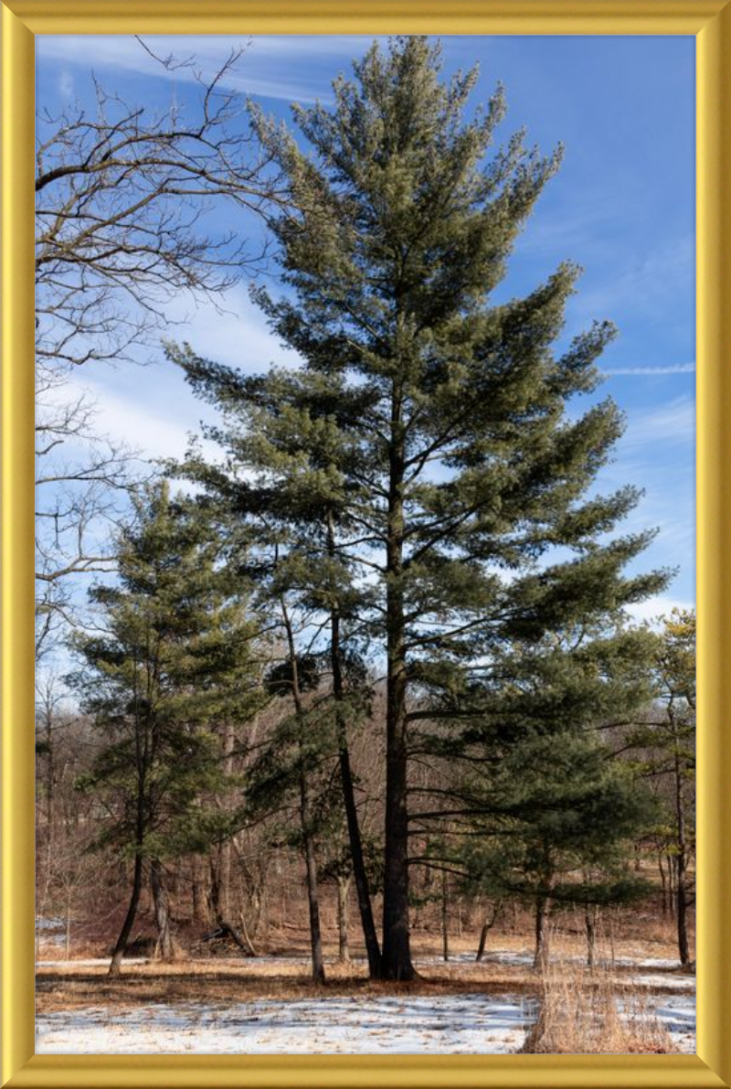 Evergreen. Enduring. Eternal