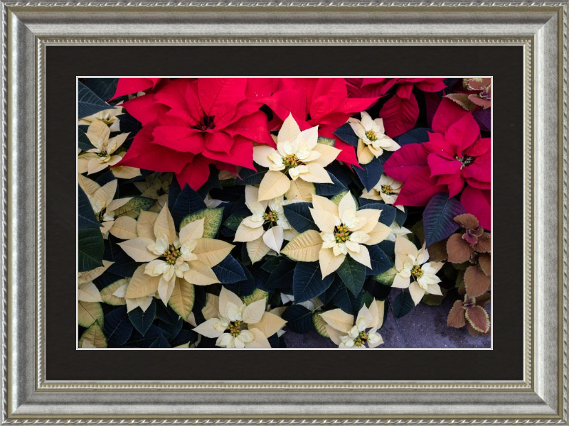 Poinsettia Perfect