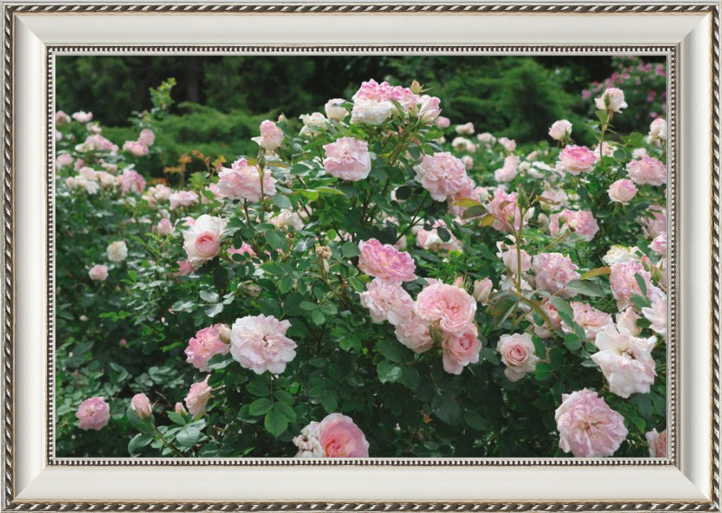 Mama Loved the Roses