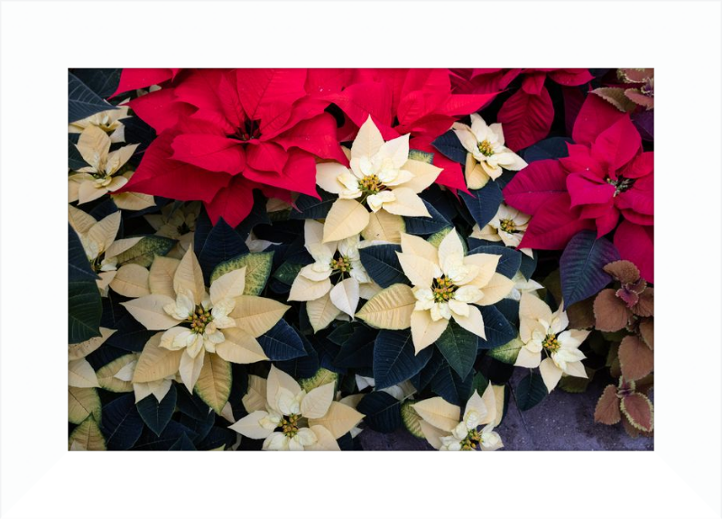 Poinsettia Perfect