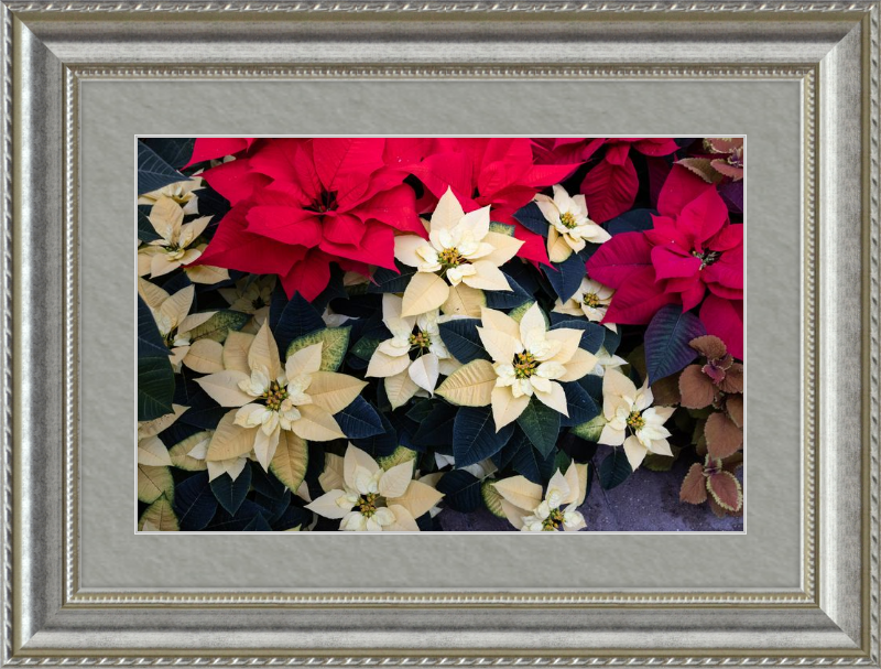 Poinsettia Perfect