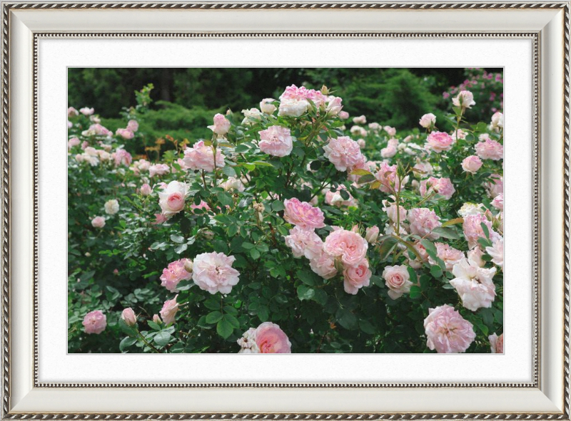 Mama Loved the Roses