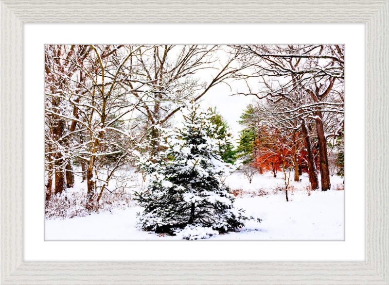 Evergreen Trees Loving the Snowfall