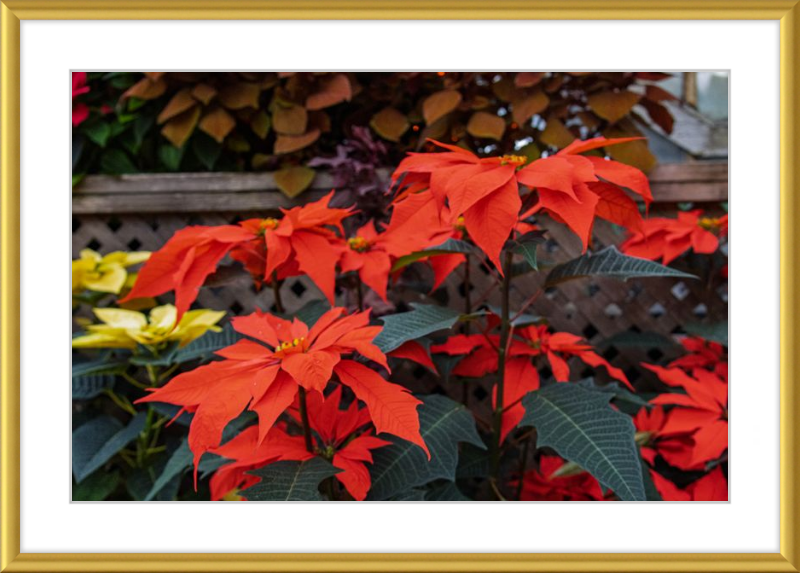 Prancing Poinsettias