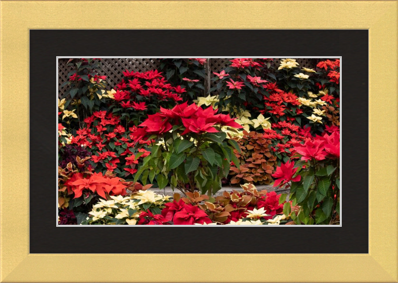 Poinsettia Posers