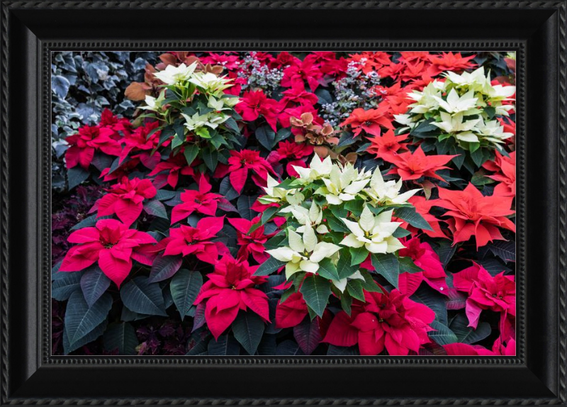 Poinsettias Peek at Boo