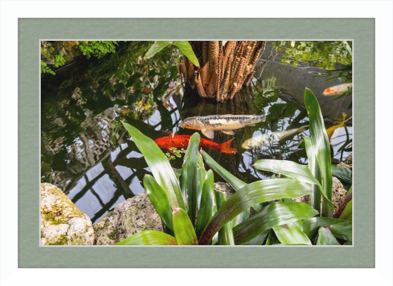 Koi Boys