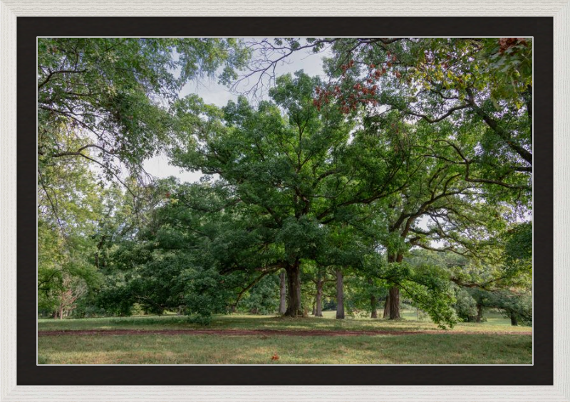 Mighty Tree Staring At Me