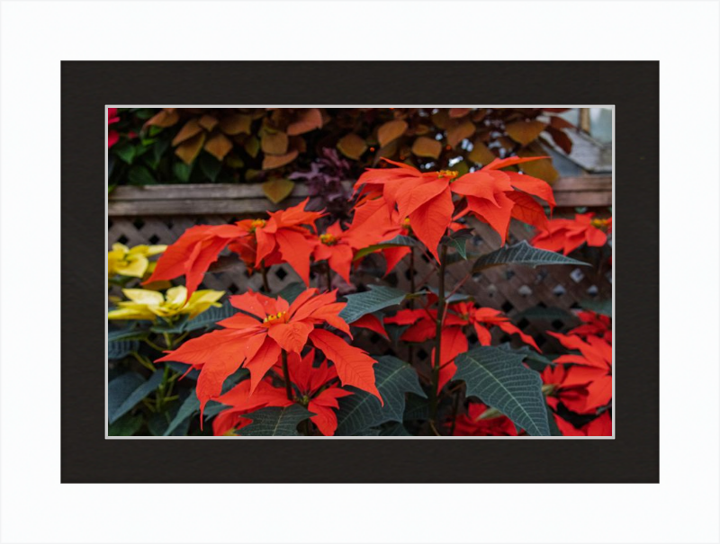 Prancing Poinsettias