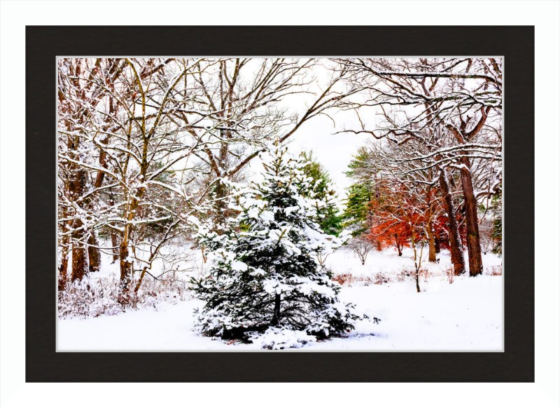 Evergreen Trees Loving the Snowfall