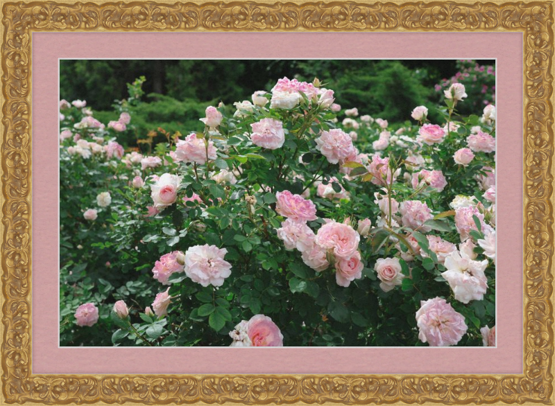 Mama Loved the Roses
