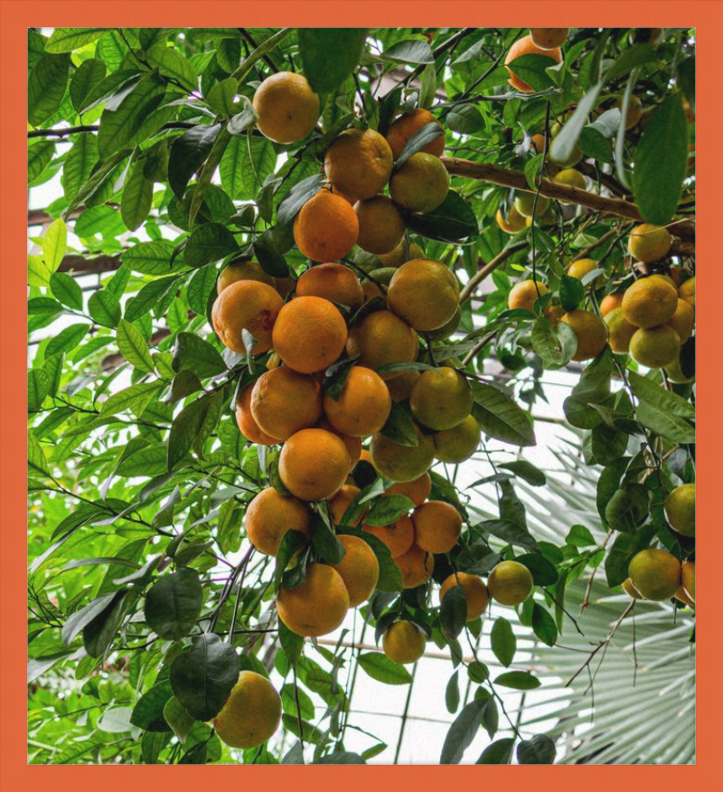 Oranges, Oranges, Oranges Everywhere!