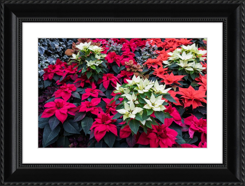 Poinsettias Peek at Boo