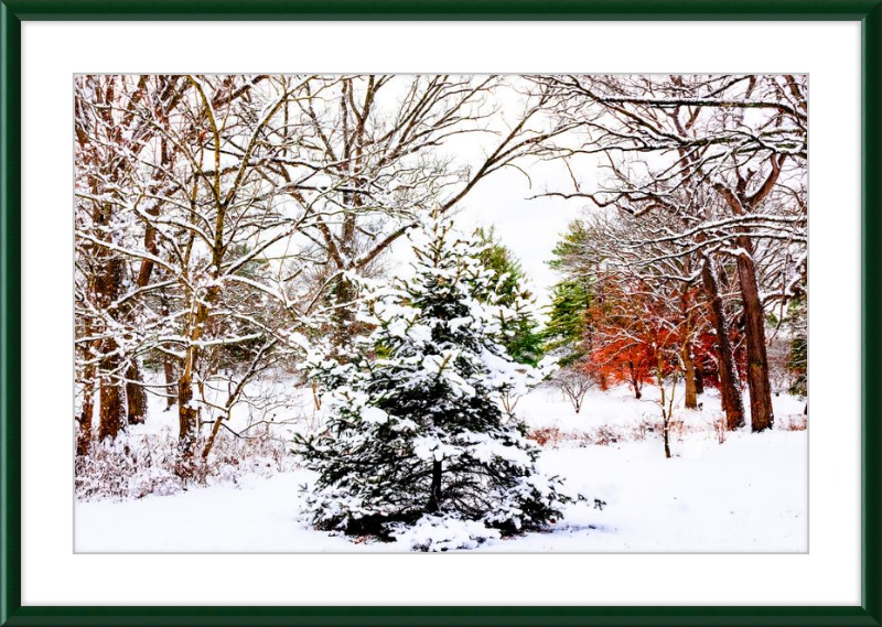 Evergreen Trees Loving the Snowfall