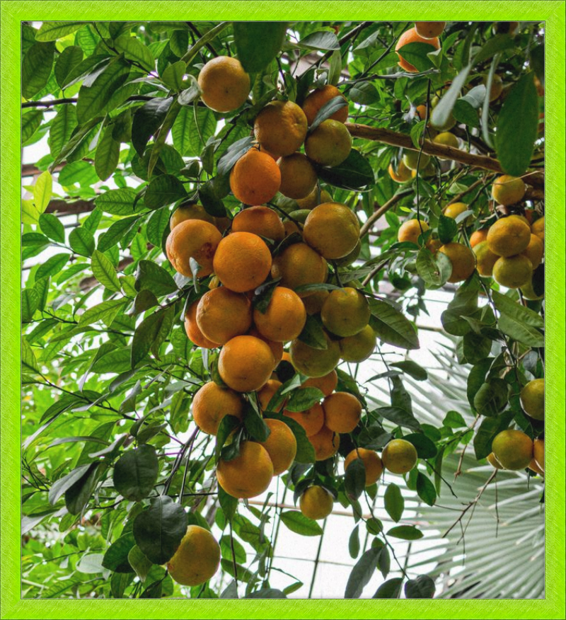 Oranges, Oranges, Oranges Everywhere!